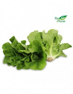 SAŁATA RZYMSKA MINI ŚWIEŻA...