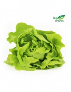 SAŁATA MASŁOWA ŚWIEŻA BIO...