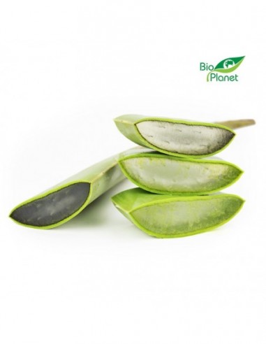 ALOES ŚWIEŻY BIO (około 0,50 kg)