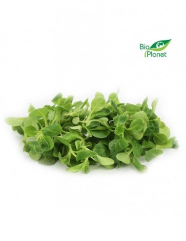 ROSZPONKA ŚWIEŻA NIEMYTA BIO (około...