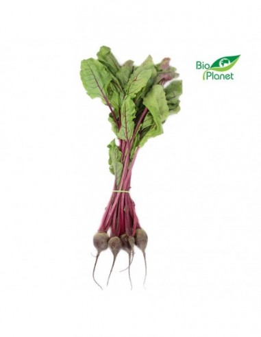 BOTWINA ŚWIEŻA BIO (POLSKA) (pęczek...