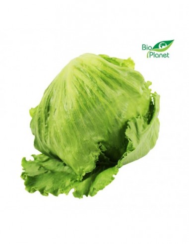 SAŁATA LODOWA ŚWIEŻA BIO (POLSKA)...