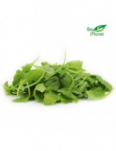 RUKOLA ŚWIEŻA NIEMYTA BIO...