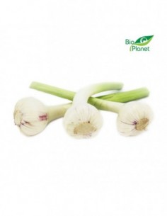 CZOSNEK ŚWIEŻY BIO (POLSKA)...