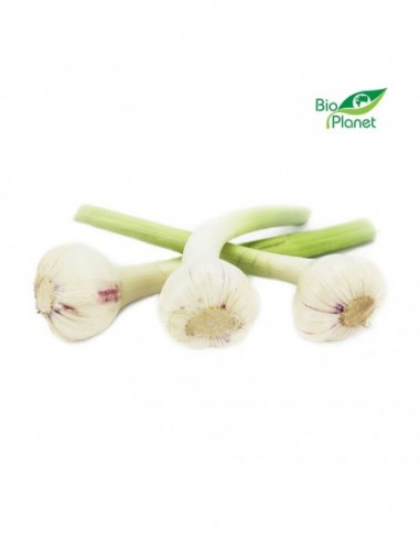 CZOSNEK ŚWIEŻY BIO (POLSKA) (około...