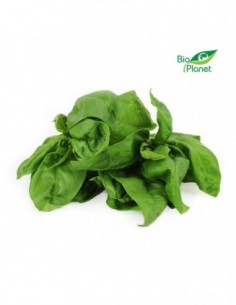 BAZYLIA ŚWIEŻA BIO (POLSKA)...