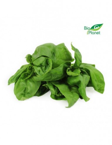 BAZYLIA ŚWIEŻA BIO (POLSKA) (około 50 g)