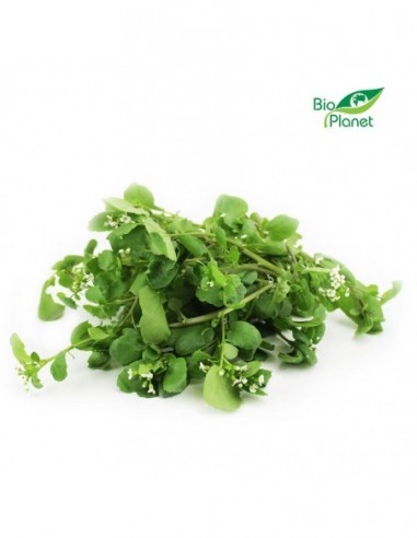 RUKIEW WODNA BIO (POLSKA) (około 50 g)