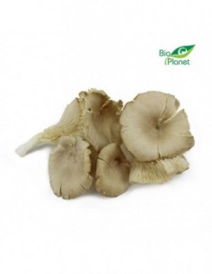 GRZYBY BOCZNIAKI ŚWIEŻE BIO...