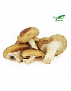 GRZYBY SHIITAKE ŚWIEŻE BIO...