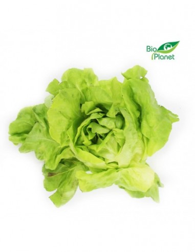 OPAKOWANIE ZBIORCZE (szt) - SAŁATA...