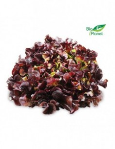 SAŁATA DĘBOLISTNA CZERWONA...