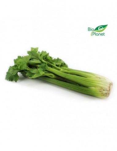 SELER NACIOWY ŚWIEŻY BIO (POLSKA) 1 szt