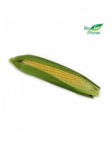 KUKURYDZA ŚWIEŻA BIO (około 0,30 kg)