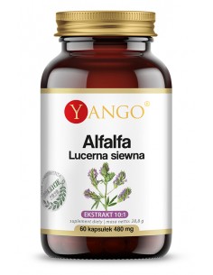 Alfalfa - Lucerna siewna -...