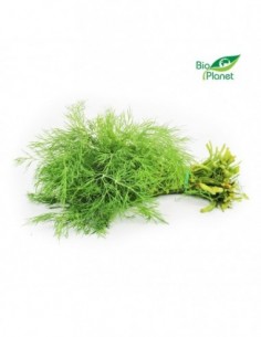 KOPER ŚWIEŻY (PĘCZEK) BIO...